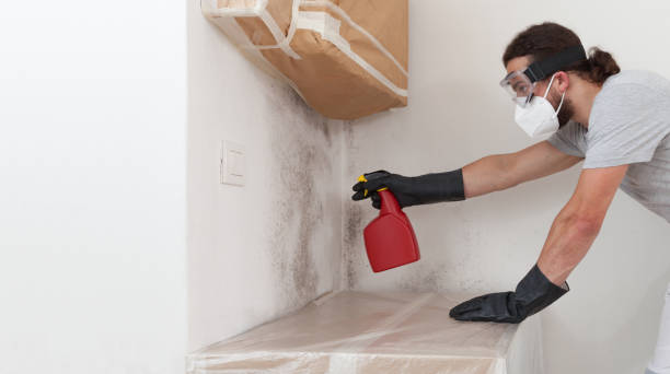 Professional Mold Cleanup technician working in Allston, MA