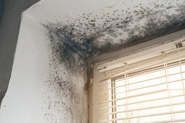 Affordable Mold Cleanup solutions in Allston, MA